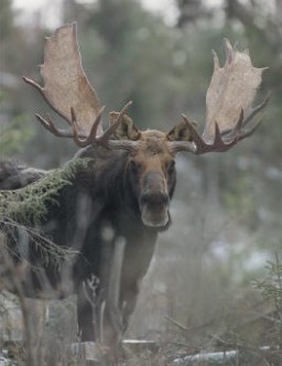 A bull Bullwinkle Moose